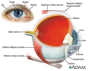 parts of the eye countenance